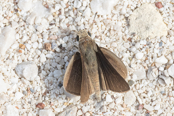 Gegenes nostrodamus-1255- Antalya, Pergé - 18/09/24