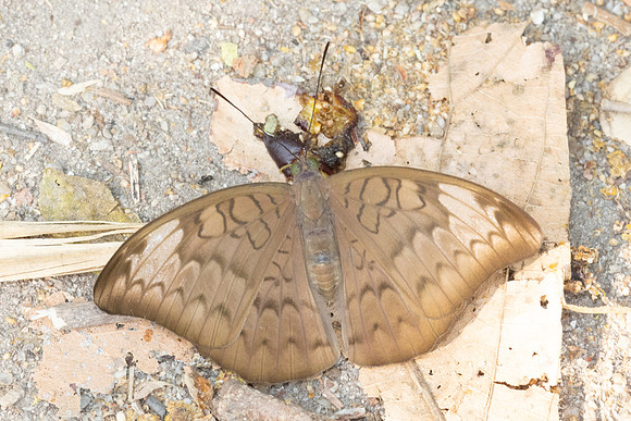 Tanaecia jahnu-6028 - Doi-Suthep - 26/03/24