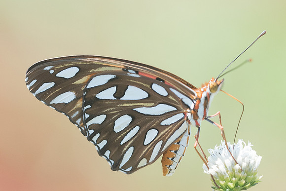 Agraulis vanillae incarnata-5123