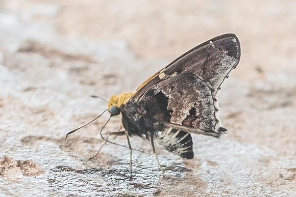 Proteides mercurius-6451