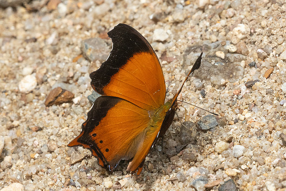 Rhinopalpa polynice-9427