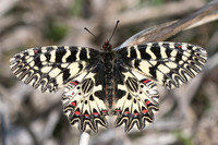 Zerynthia polyxena - 6174 - Lac Vistonida 13/04/23