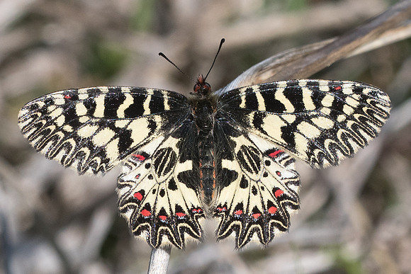 Zerynthia polyxena - 6174 - Lac Vistonida 13/04/23