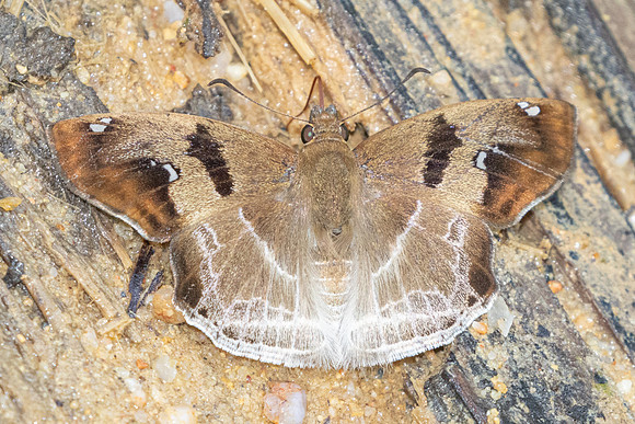 Odontoptilum angulata-9708 - - Gopeng, Malaisie, Sungai Geroh - 13/03/25
