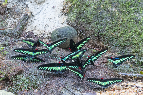 Trogonoptera brookiana-0144