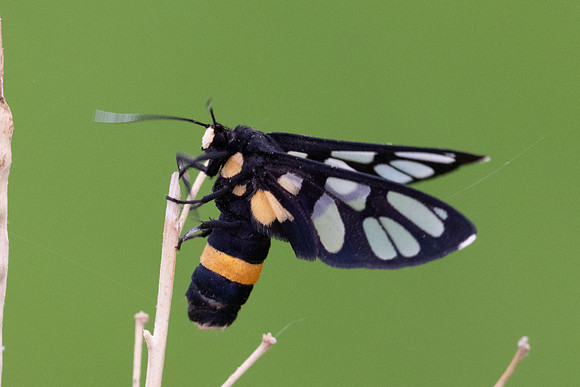 Amata sperbius nuit-4033