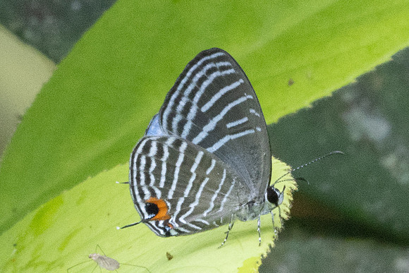 Jamides malaccanus-8667