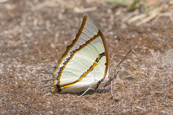 Polyura dolon-3632