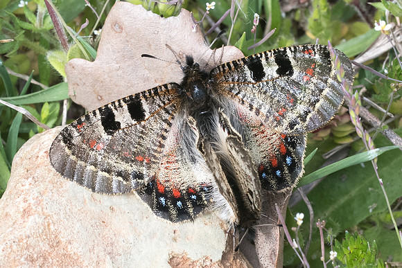 Archon apollinus-3066 - Alexandroupoli - 10/04/22
