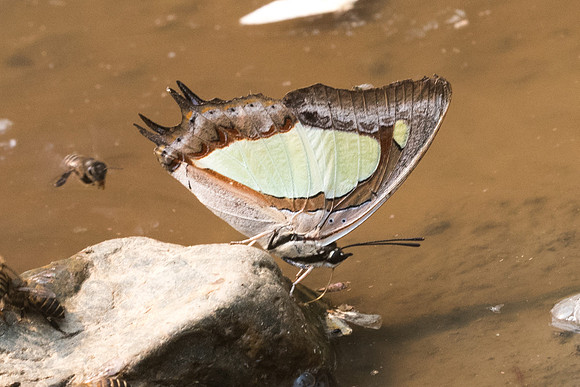 Polyura arja arja-9037- Chiang dao - 11/03/23