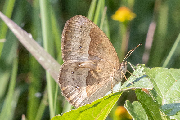 Mycalesis gotama-5074