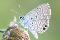 Hemiargus ceraunus-4027