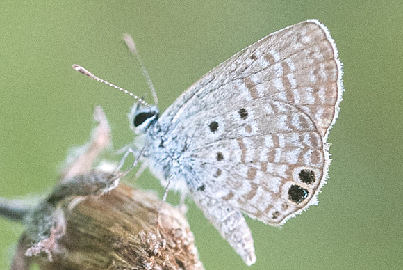 Hemiargus ceraunus-4027