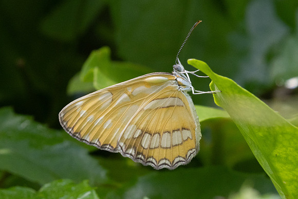 Mestra hersilia-7923