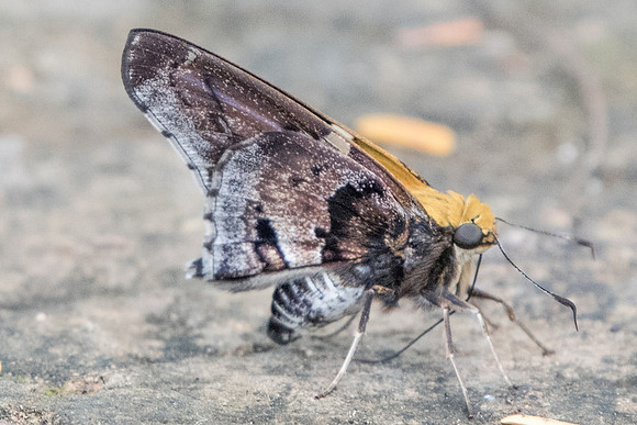 Proteides mercurius-5611-2