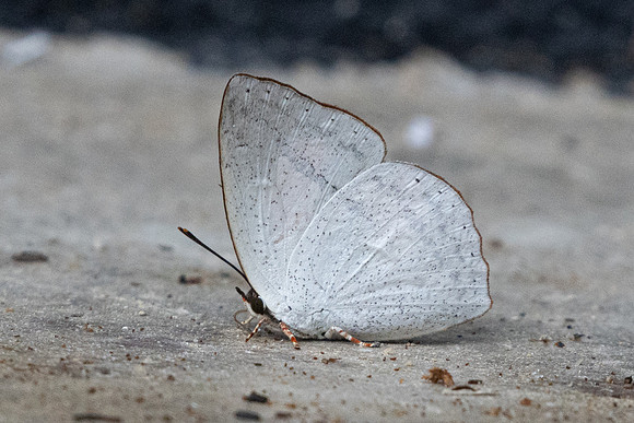 Curetis santana-8749