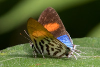 Drupadia ravindra boisduvalii -6099 - Phanom Bencha Mountain - 24/11/23