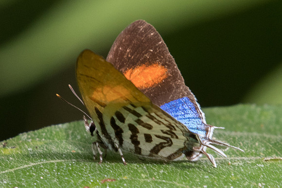 Drupadia ravindra boisduvalii -6099 - Phanom Bencha Mountain - 24/11/23