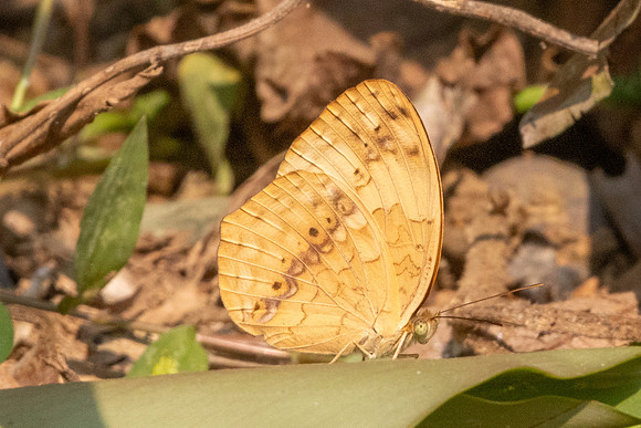 Cupha erymanthis erymanthis-1063
