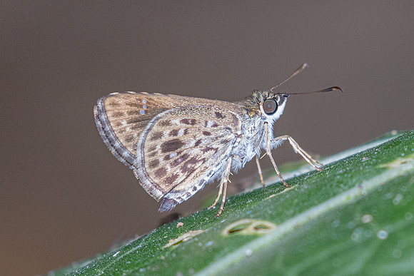 Halpemorpha albipectus-2423 - Chiang Dao - 20/03/25