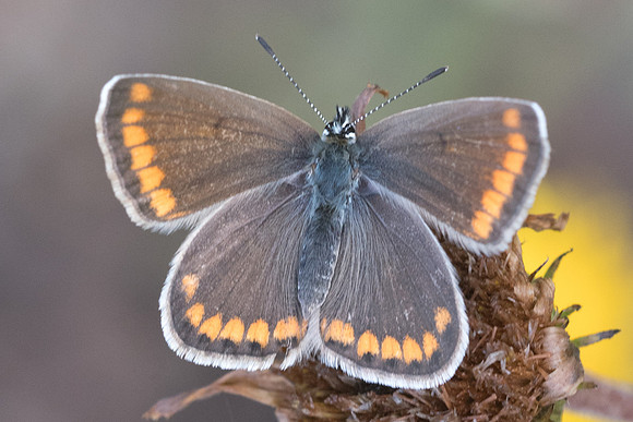 Aricia agestis-8458 - Venaco - 14/06/23