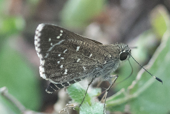 Amblyscirtes tolteca prenda-5783