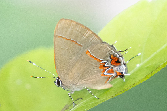 Calycopis origo-8501 - Cartagena - 1/06/24