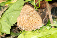 Arhopala alax id--1115