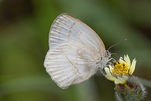 Arawacus dumenilii -4560 - Chicamocha - 10/06/24