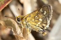 Taractrocera ardonia-9775 -Gopeng, Sungai Geroh - 13/03/25