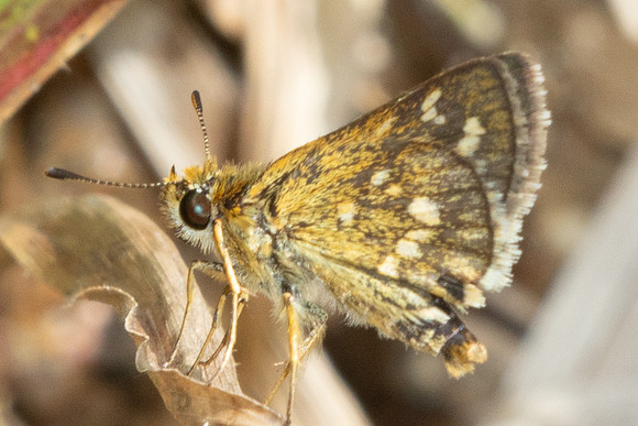 Taractrocera ardonia-9775 -Gopeng, Sungai Geroh - 13/03/25