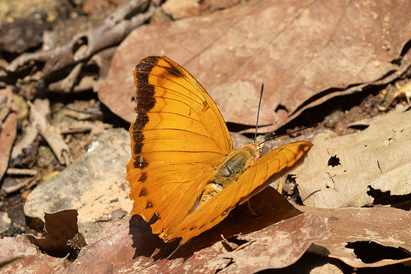 Charaxes aristogiton-6394 - Doi Suthep - 28/03/25
