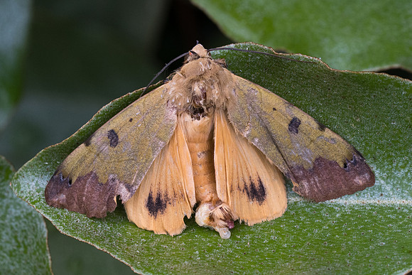 Ophiusa tirhaca Cr