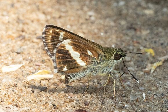 Sebastonyma pudens-6439