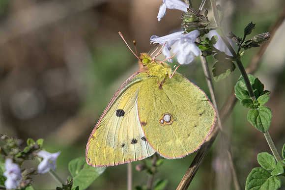 Colias crocea ♀-8475 - Octon - 30/09/22