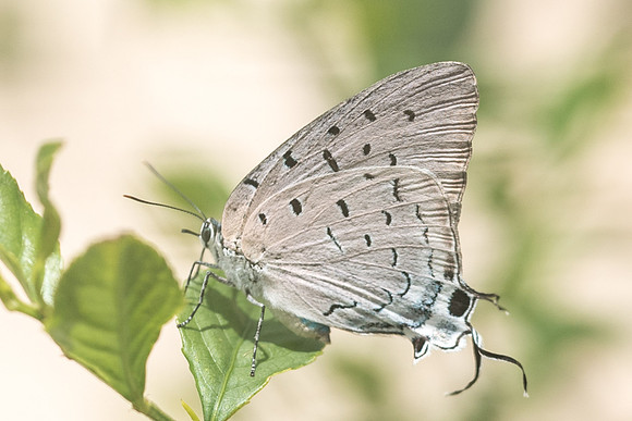 Pseudolycaena marsyas-6485 - Xenote selva maya - 8/06/18
