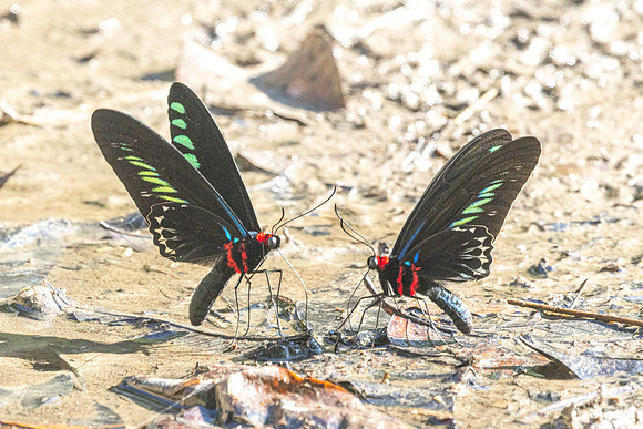 Trogonoptera brookiana-0650