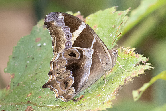 Lethe europa niladana-0380