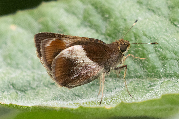 Remella remus-2922