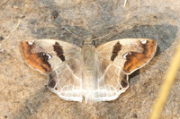 Odontoptilum angulata-1288
