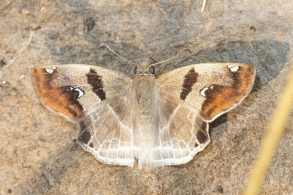 Odontoptilum angulata-1288