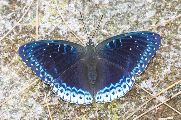Stibochiona nicea-5919 - Doi Suthep 1577m - 27/03/25