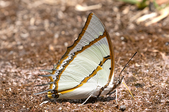 Polyura dolon-3631