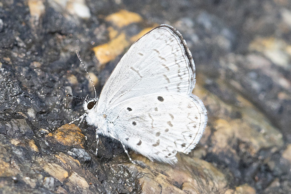 Celastrina lavendularis-4299 - Chiang Dao - 22/03/24