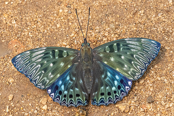 Dichorragia nesimachus-3231 - Chiang Dao - 19/03/24