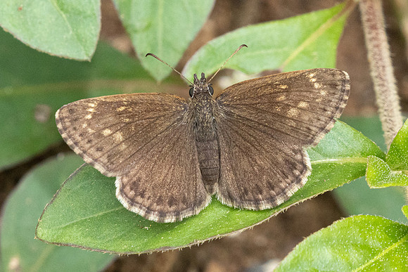 Zopyrion satyrina-0275