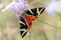 Euplagia quadripunctaria  7535  Manre - 1/08/20