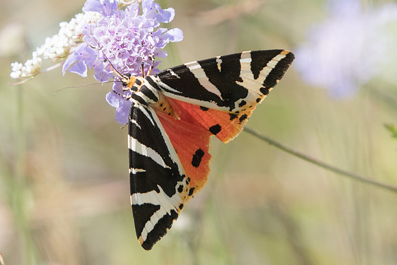 Euplagia quadripunctaria  7535  Manre - 1/08/20