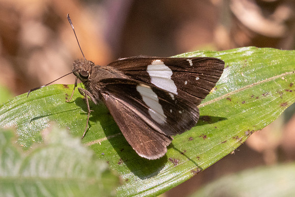 Notocrypta feisthamelii-2957- Doi Suthep - 21/03/25