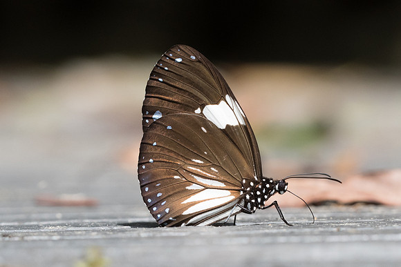 Euploea radamanthus radamanthus-7261 - Khao Phanom Bencha National Park - 28/11/23